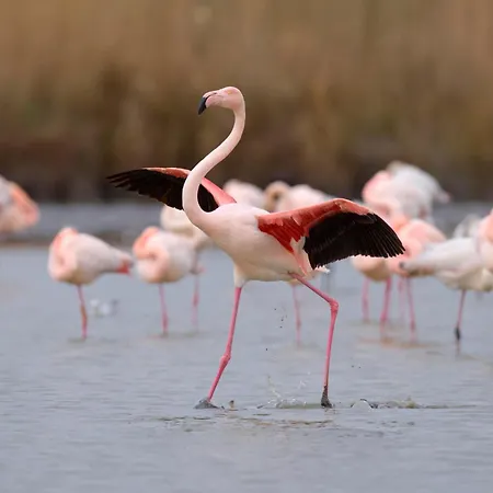 Apartman Escale Port-5 By Interhome